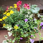 K様専用ページです/寄せ植えバスケットと花苗セットセット