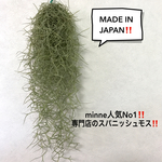 【minne最高品質】大好評‼️専門店のスパニッシュモス‼️【送料無料】