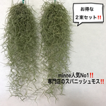 【minne最高品質】専門店のスパニッシュモス‼️お得な2束セット‼️送料無料‼️