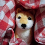 ちょこっとお座りぽっちゃり柴犬ちゃん