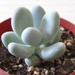 多肉植物　”星美人”