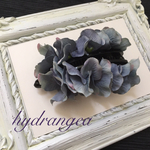 hydrangea
