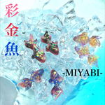 彩金魚のピアスorノンホールピアス 紺×赤