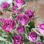 シルバーベル（9輪：3本）スプレーバラの Dry Flower