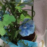 和紙で作ったミニチュア鉢植え(朝顔・水色)