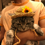 再販！猫用 麦わら帽子 ひまわり
