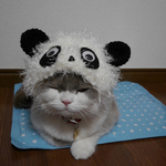 🐼パンダ 猫用帽子 犬用帽子