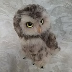 送料込みコキンメフクロウ