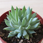 多肉植物　セデベリア　"ファンファーレ"