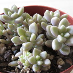 多肉植物　"姫秋麗"