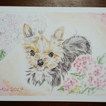 【lily-maru様オーダー品】愛犬イラスト