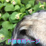 Ｐ様専用ページです。
