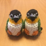 ひとちゃんさま♡専用ページ: モモヒキ可愛い♡ズグロシロハラインコちゃん（中型インコ）