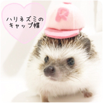 ハリネズミ　ミニチュア帽子　