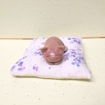 うたた寝にゃんこは花の夢をみる