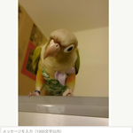 kaorin1000mgさま専用❤ウロコインコ用❤フライトスーツ