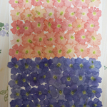 押し花商品【バーベナ　2種類】