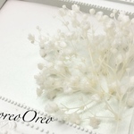かすみ草(ミニ) ホワイト