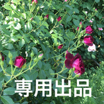 専用出品 7/13
