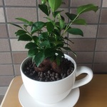 風水パワーに効くガジュマルを大きなコーヒーカップに植えました！