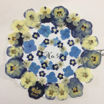 ♡sale♡¥1000→¥800 送料無料 押し花セット