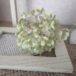 ＊アナベルのドライフラワー♡＆フレームのセット（洋書プリントつき）＊