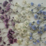 3色のかすみ草（パープルラベンダー）　２０本。。押し花素材