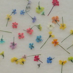 ちっちゃいカラフル１輪　100輪アソート。。。押花素材