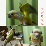 kotetsurioさま専用❤ウロコインコ用❤フライトスーツ