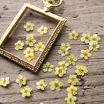押し花【こでまり小花30個】イエロー