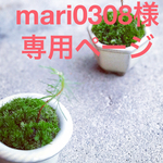 ほっこりかわいい♡苔盆栽♡&トショウのこども♡