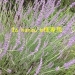 la hanau'm様専用出品
