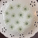 レースフラワー(押し花)