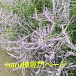 haru様専門ページです。