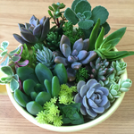 kuusama様オーダー品☆多肉寄せ植え☆