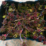 多肉植物★コーラルカーペット★紅葉株