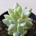 多肉植物　セダム　"黄麗錦"