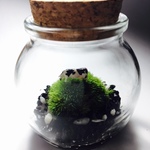 てのひら苔テラリウム