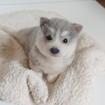 シベリアンハスキーの赤ちゃん
