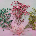 ★　パステルかすみそう　押し花素材　★