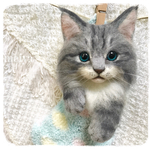 くつしたにゃんこ限定☆彡erikonaha様リクエスト品