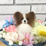 羊毛フェルト パピヨン フラワーバスケット
