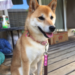 犬首輪本革手縫い中型犬くらい31.5～40.5ライトピンク革ハートターコイズ