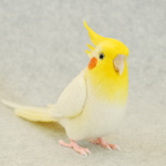 オカメインコ　ルチノー　1707232