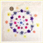 押し花＊カラフル♪♪♪49
