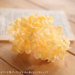 みちのくあじさいや・みちのくアナベル（オレンジ）【小分け・少量】【プリザーブドフラワー】