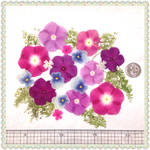 押し花＊日々草セット
