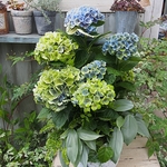 秋色あじさいの寄せ植え【SSセール品】