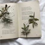 オリーブの花のブローチⅡ