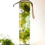 新シリーズ『花ノ言ノ葉』植物ノ瓶詰メ標本collection　叢蛍（ハーバリウム）